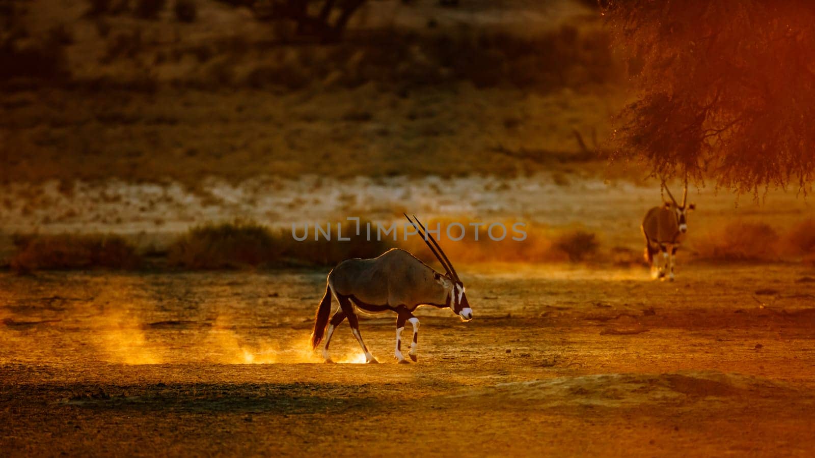 South African Oryx walking in sand at sunset in Kgalagadi transfrontier park, South Africa; specie Oryx gazella family of Bovidae