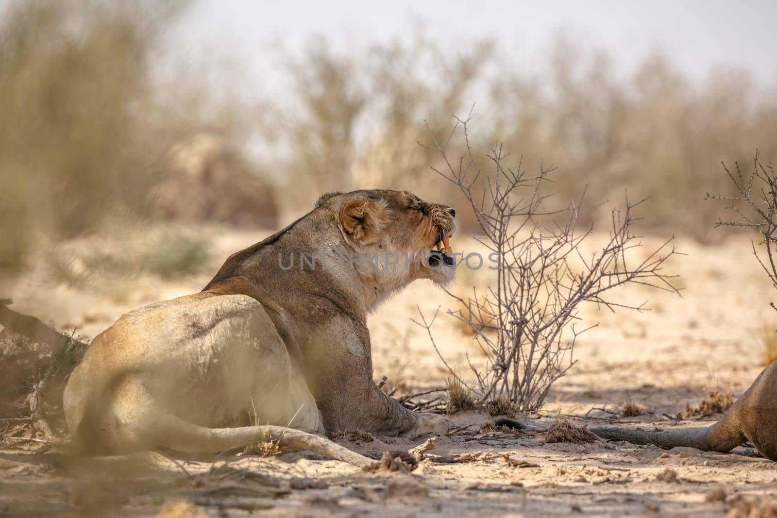 African lioness lying down and yawning in Kgalagadi transfrontier park, South Africa; Specie panthera leo family of felidae