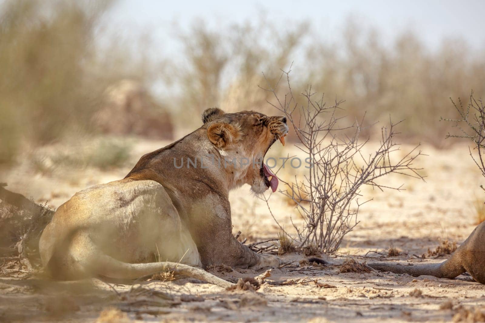 African lioness lying down and yawning in Kgalagadi transfrontier park, South Africa; Specie panthera leo family of felidae