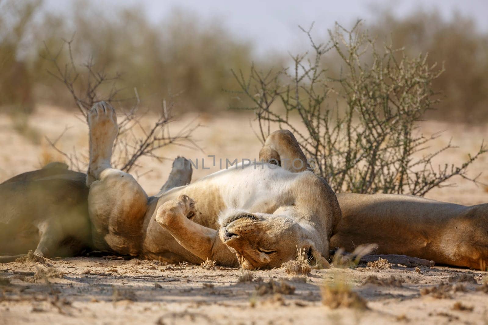 African lion in Kgalagadi transfrontier park, South Africa by PACOCOMO