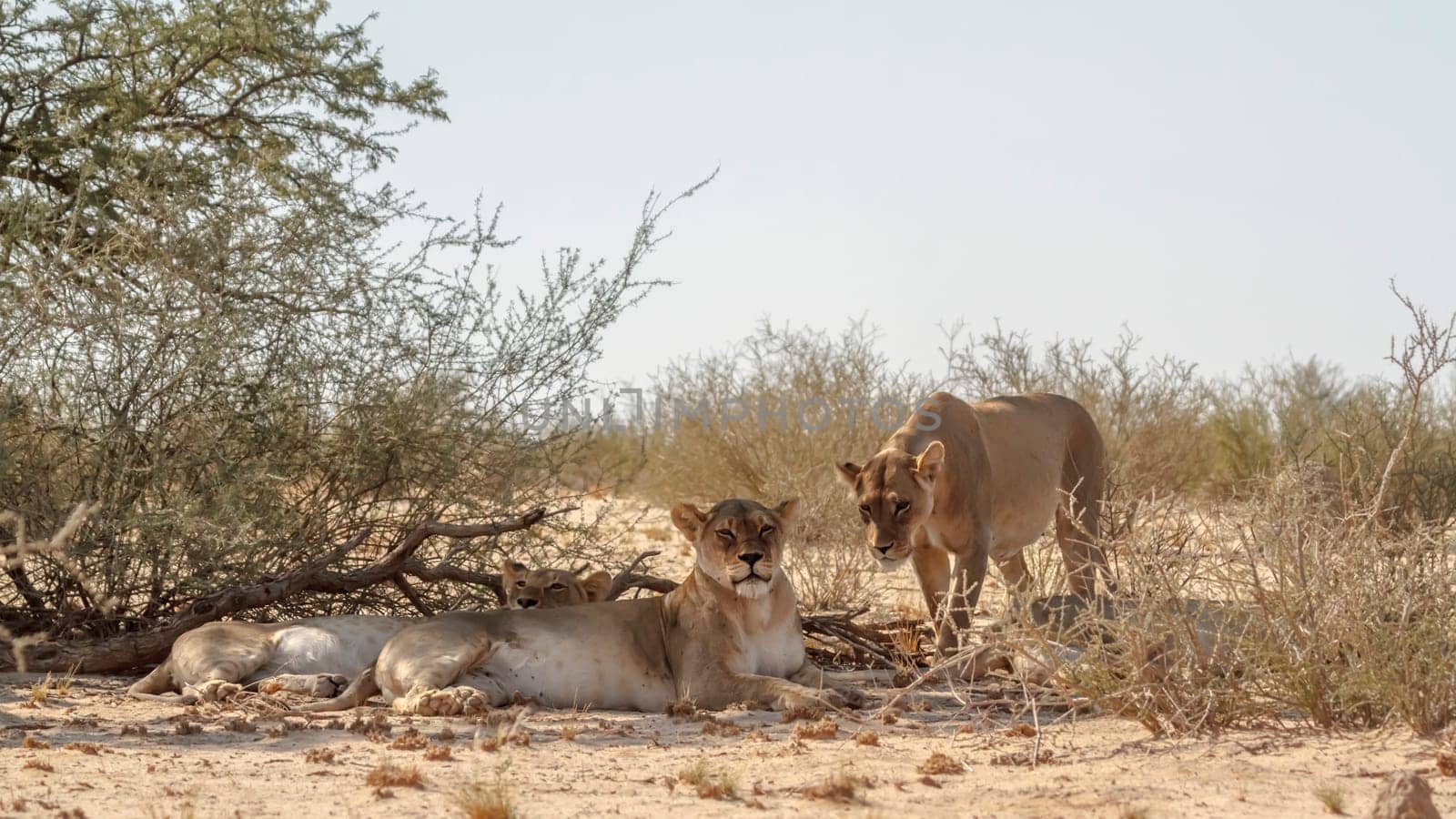 Three African lioness resting in bush shadows in Kgalagadi transfrontier park, South Africa; Specie panthera leo family of felidae