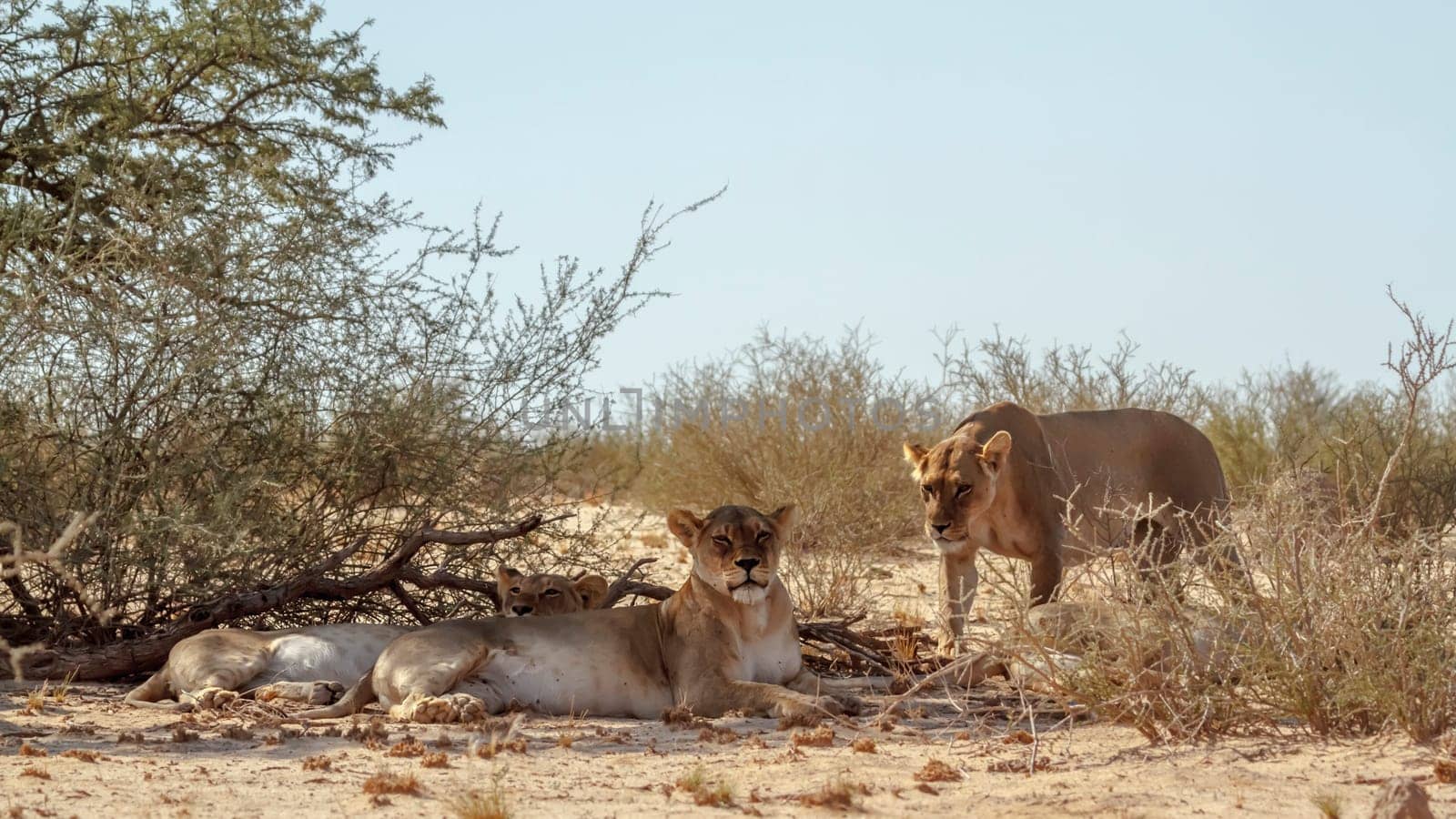 African lion in Kgalagadi transfrontier park, South Africa by PACOCOMO