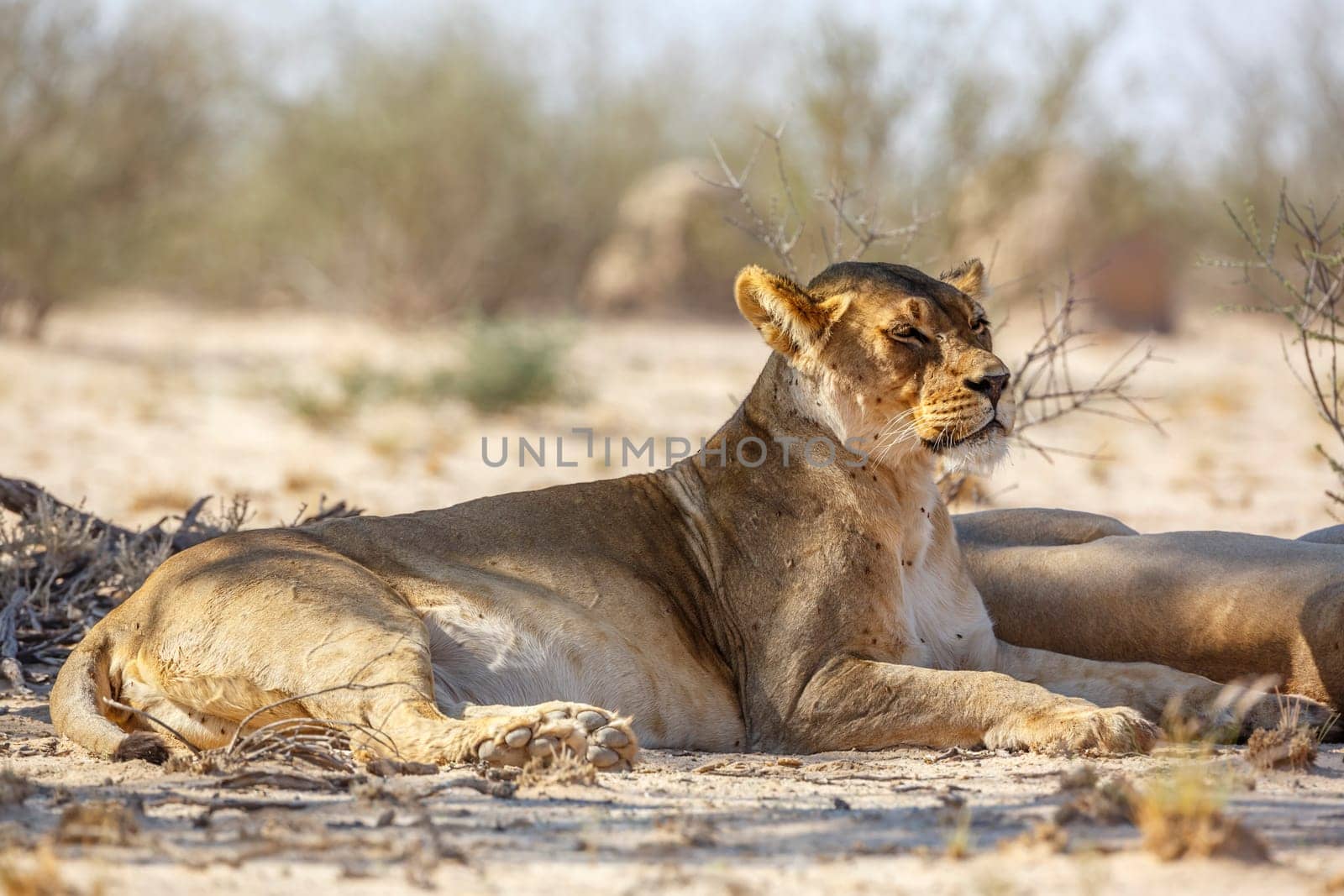 African lion in Kgalagadi transfrontier park, South Africa by PACOCOMO