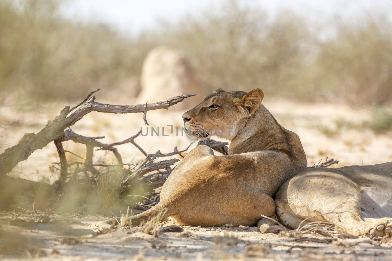 African lion in Kgalagadi transfrontier park, South Africa by PACOCOMO