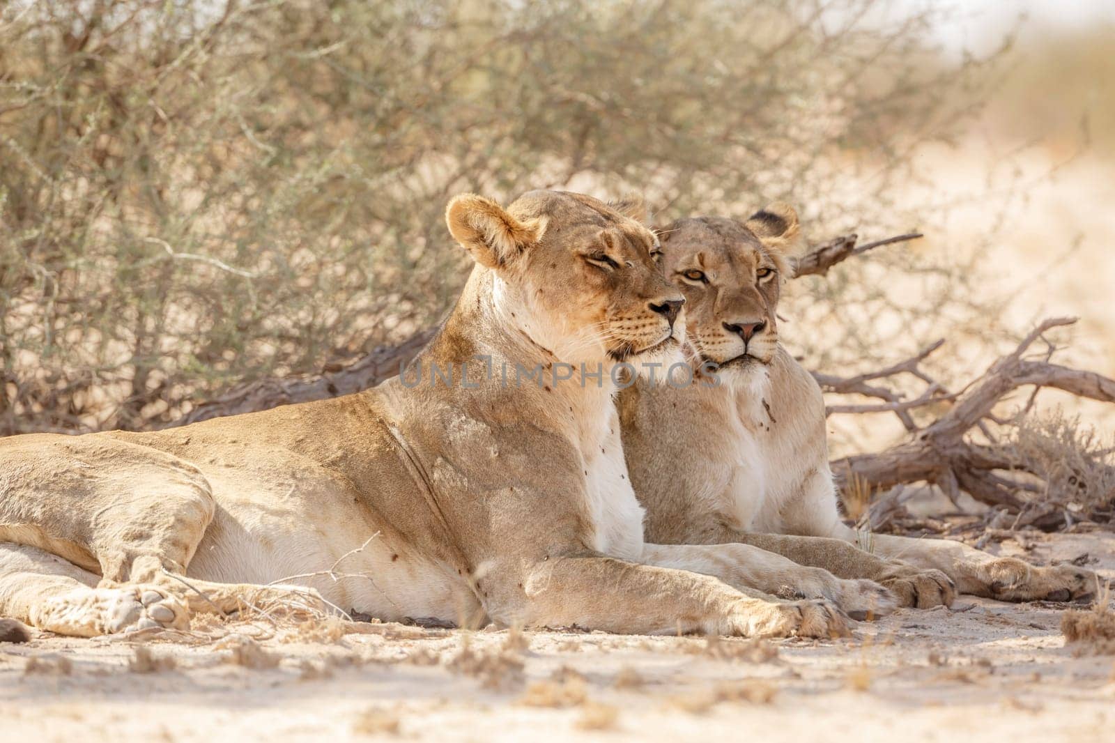 Two African lioness resting in dry land in Kgalagadi transfrontier park, South Africa; Specie panthera leo family of felidae