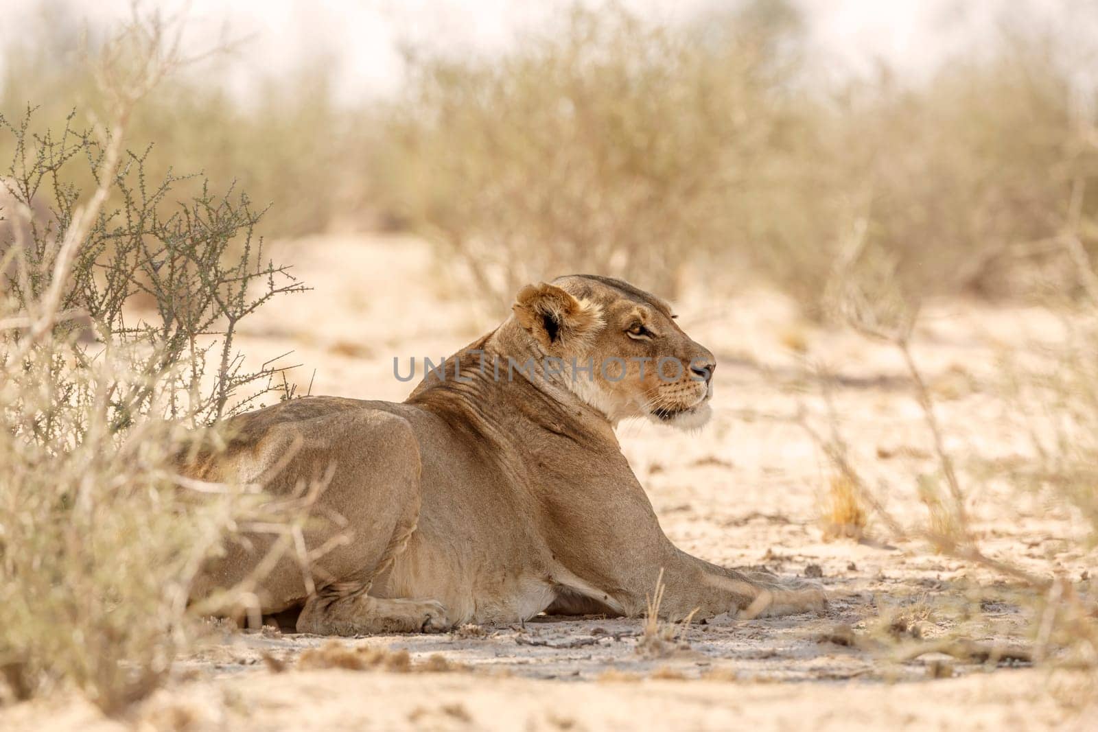 African lion in Kgalagadi transfrontier park, South Africa by PACOCOMO