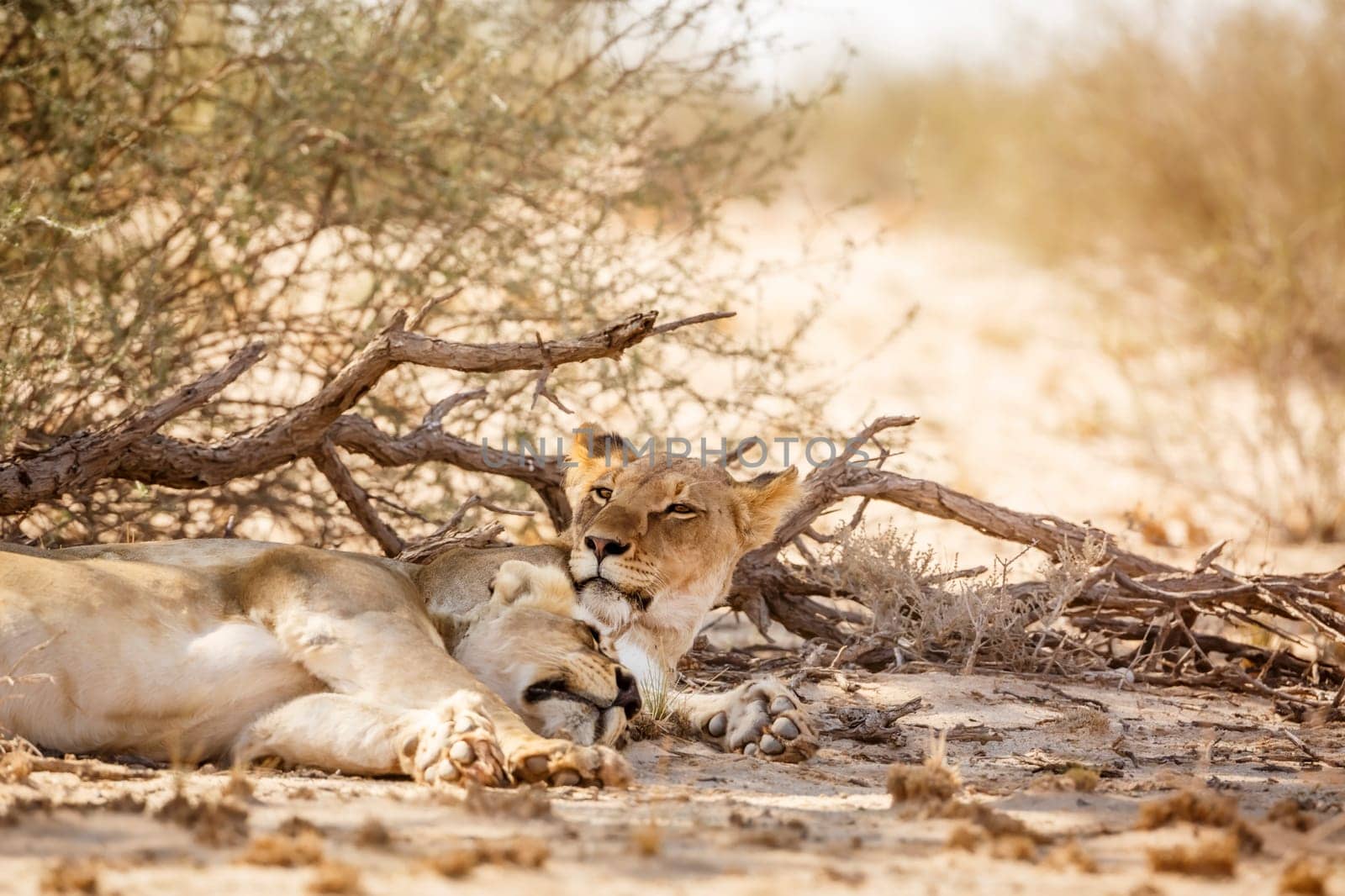 Two African lioness resting in dry land in Kgalagadi transfrontier park, South Africa; Specie panthera leo family of felidae