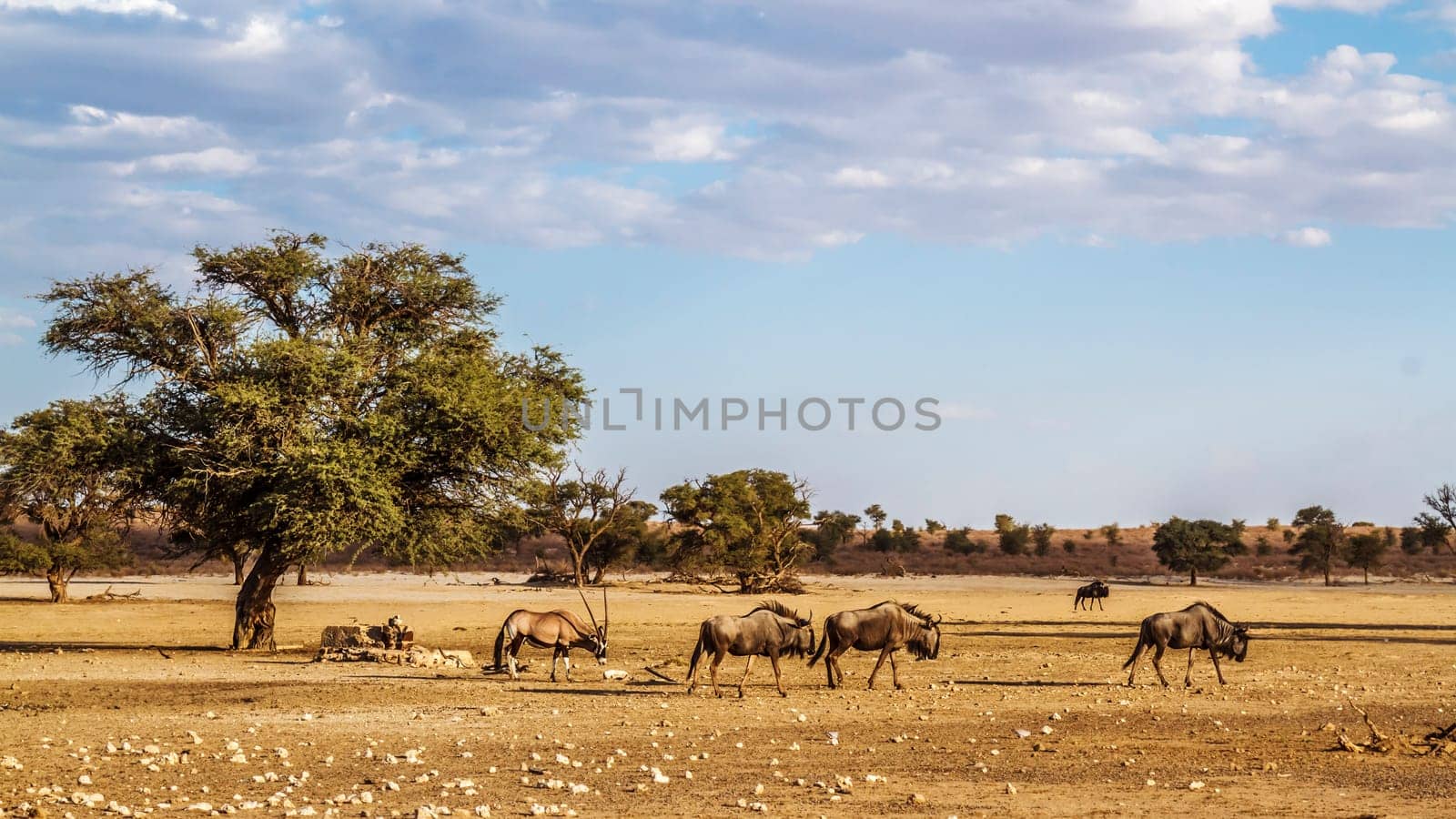 Blue wildebeest in Kgalagadi transfrontier park, South Africa by PACOCOMO