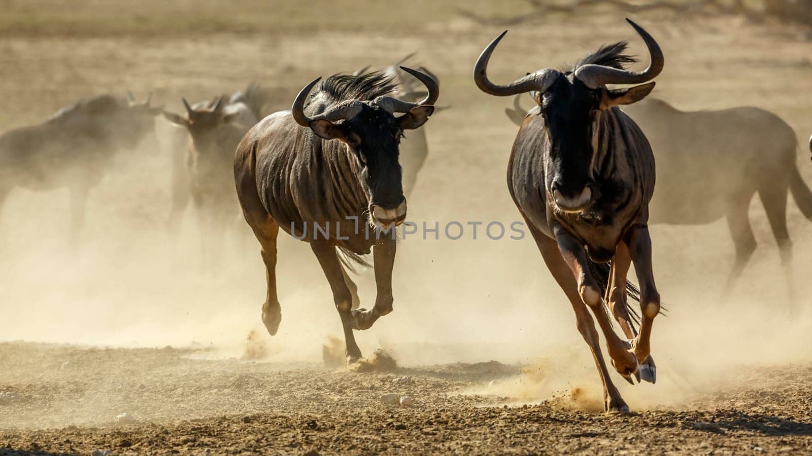 Two Blue wildebeest running front view in sand dry land in Kgalagadi transfrontier park, South Africa ; Specie Connochaetes taurinus family of Bovidae