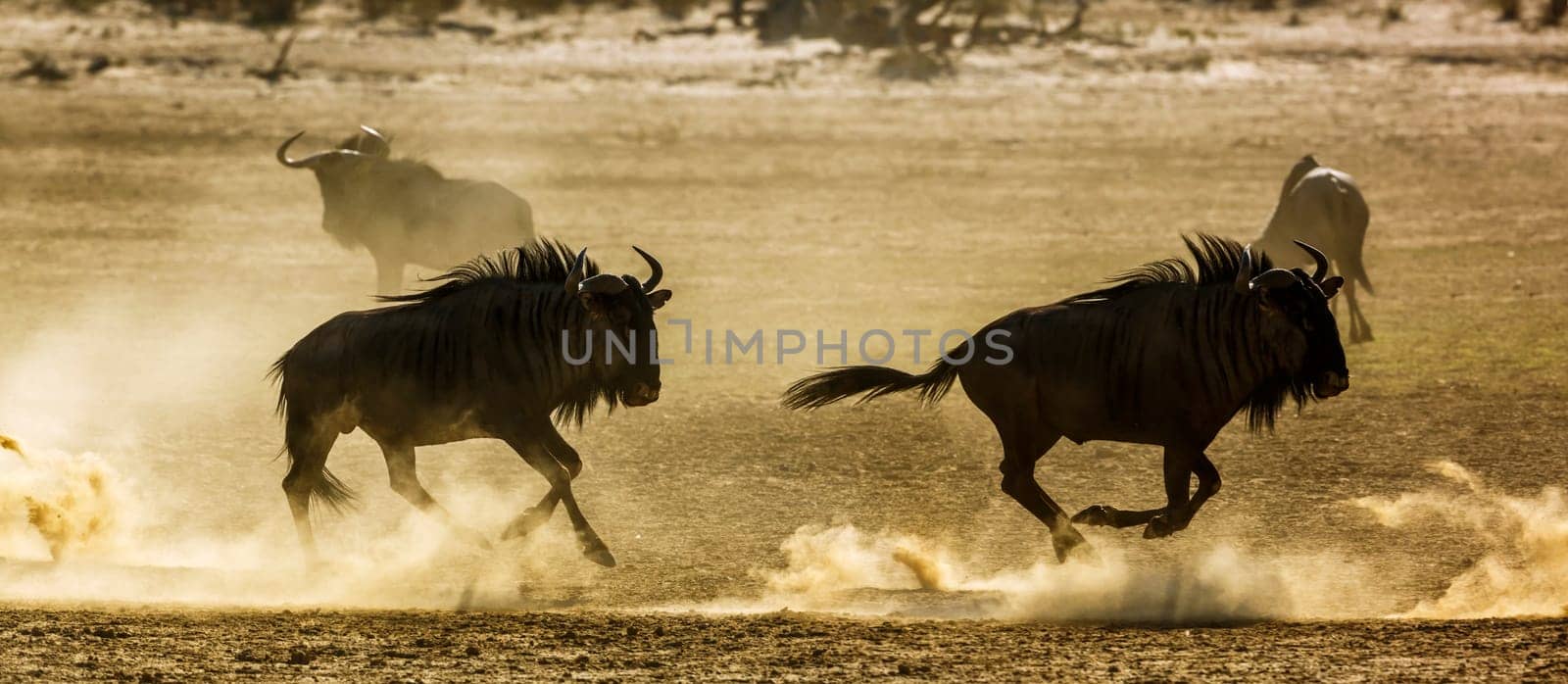 Blue wildebeest in Kgalagadi transfrontier park, South Africa by PACOCOMO