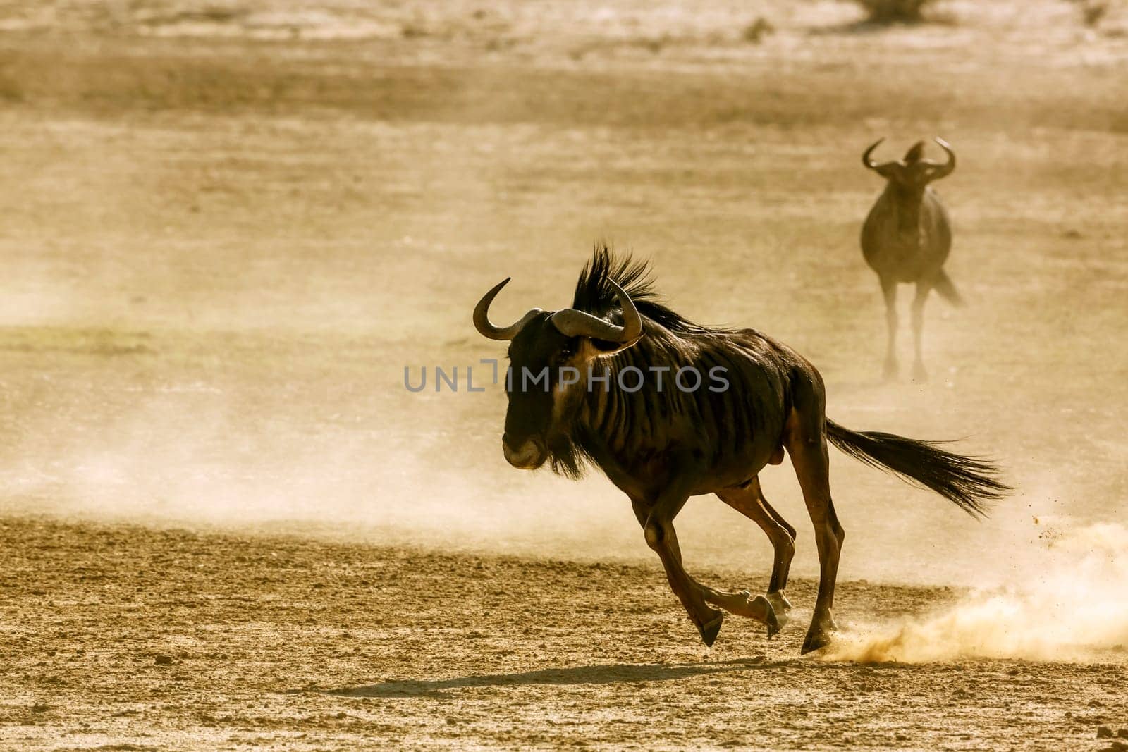 Two Blue wildebeest running in fight in sand dry land in Kgalagadi transfrontier park, South Africa ; Specie Connochaetes taurinus family of Bovidae