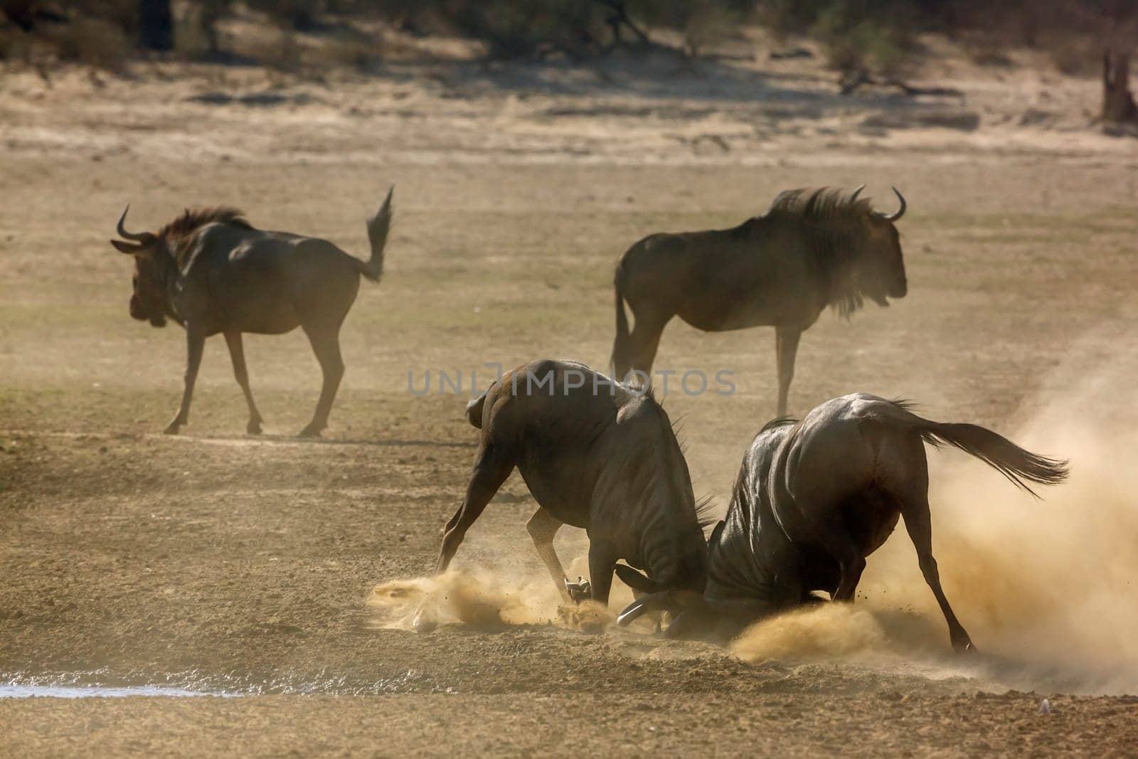 Two Blue wildebeest dueling in sand dry land in Kgalagadi transfrontier park, South Africa ; Specie Connochaetes taurinus family of Bovidae