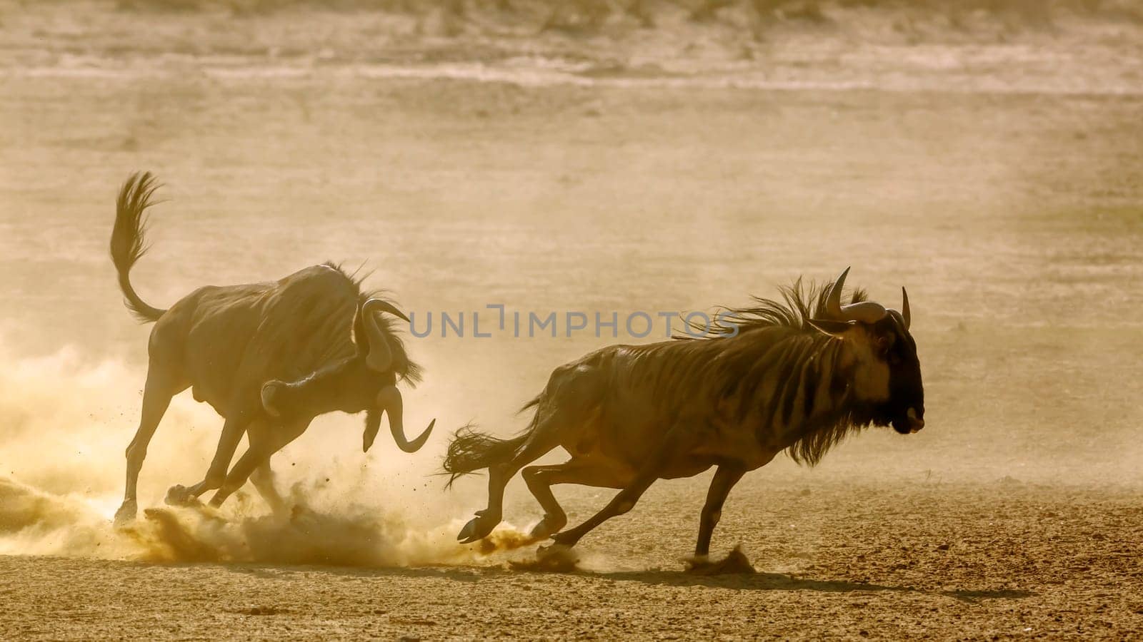 Two Blue wildebeest running in fight in sand dry land in Kgalagadi transfrontier park, South Africa ; Specie Connochaetes taurinus family of Bovidae