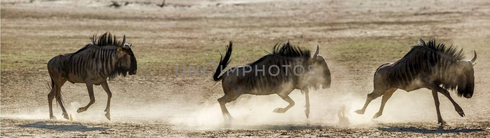 Three Blue wildebeest running in pursuit in sand dry land in Kgalagadi transfrontier park, South Africa ; Specie Connochaetes taurinus family of Bovidae