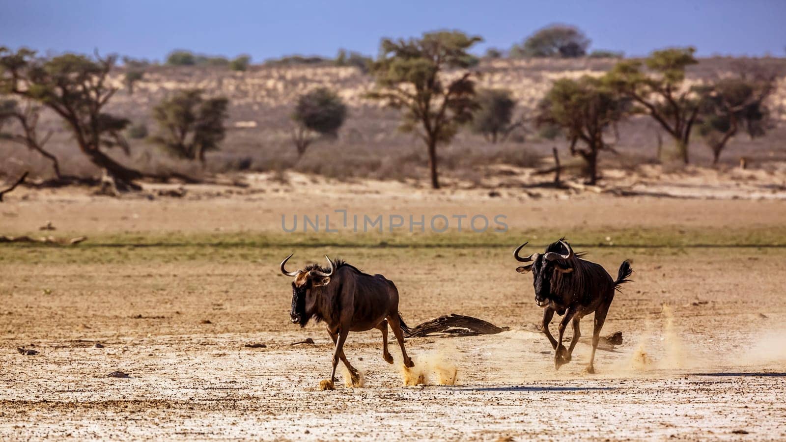 Blue wildebeest in Kgalagadi transfrontier park, South Africa by PACOCOMO