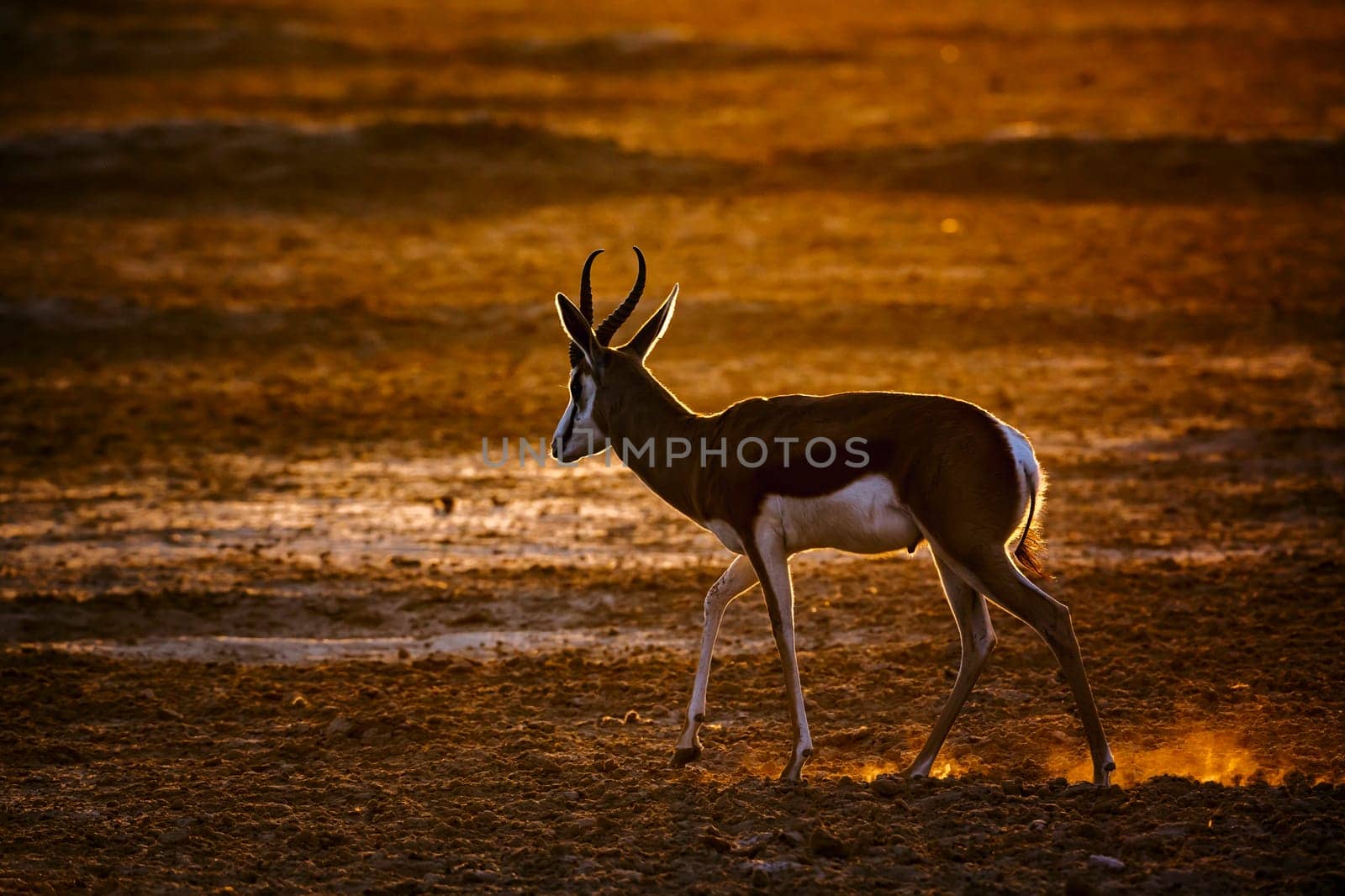 Springbok walking front of sun at dawn in Kgalagari transfrontier park, South Africa ; specie Antidorcas marsupialis family of Bovidae