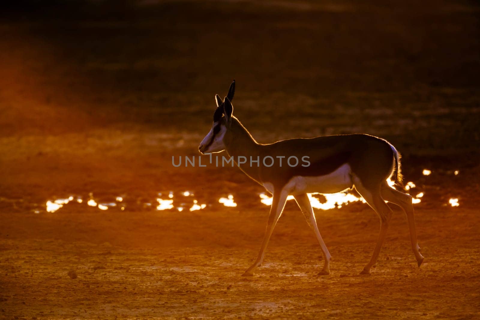 Springbok walking front of sun at dawn in Kgalagari transfrontier park, South Africa ; specie Antidorcas marsupialis family of Bovidae