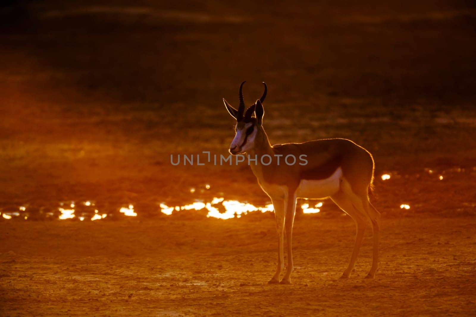 Springbok walking front of sun at dawn in Kgalagari transfrontier park, South Africa ; specie Antidorcas marsupialis family of Bovidae