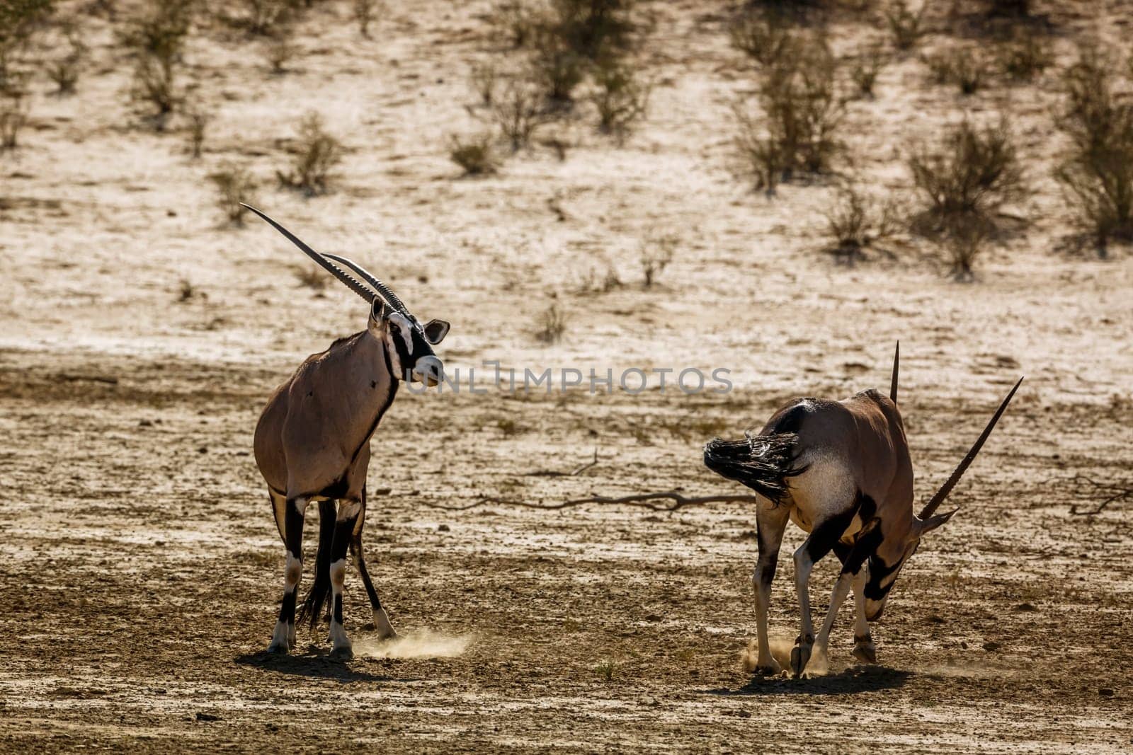 South african oryx in Kgalagadi transfrontier park, South Africa by PACOCOMO