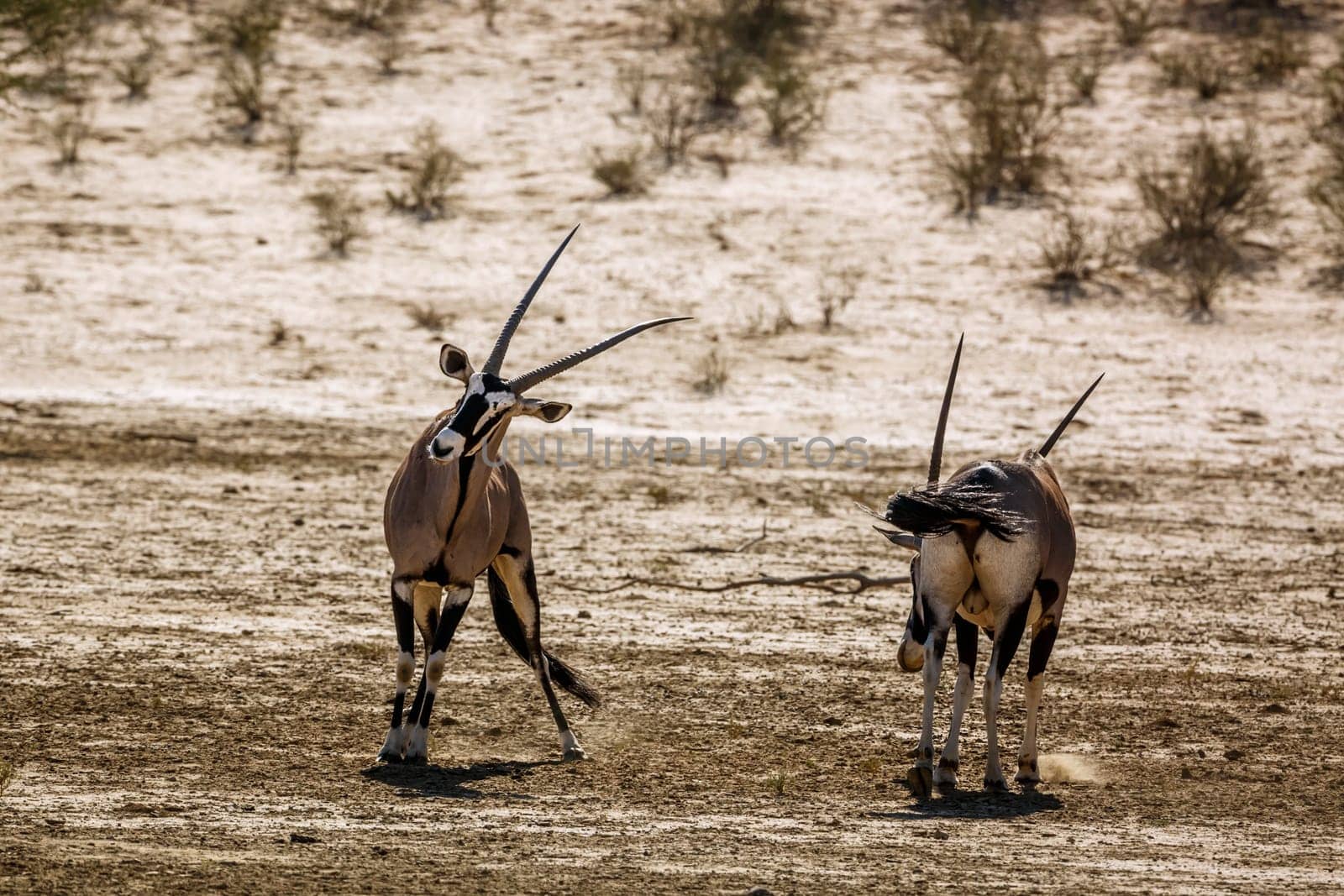 South african oryx in Kgalagadi transfrontier park, South Africa by PACOCOMO