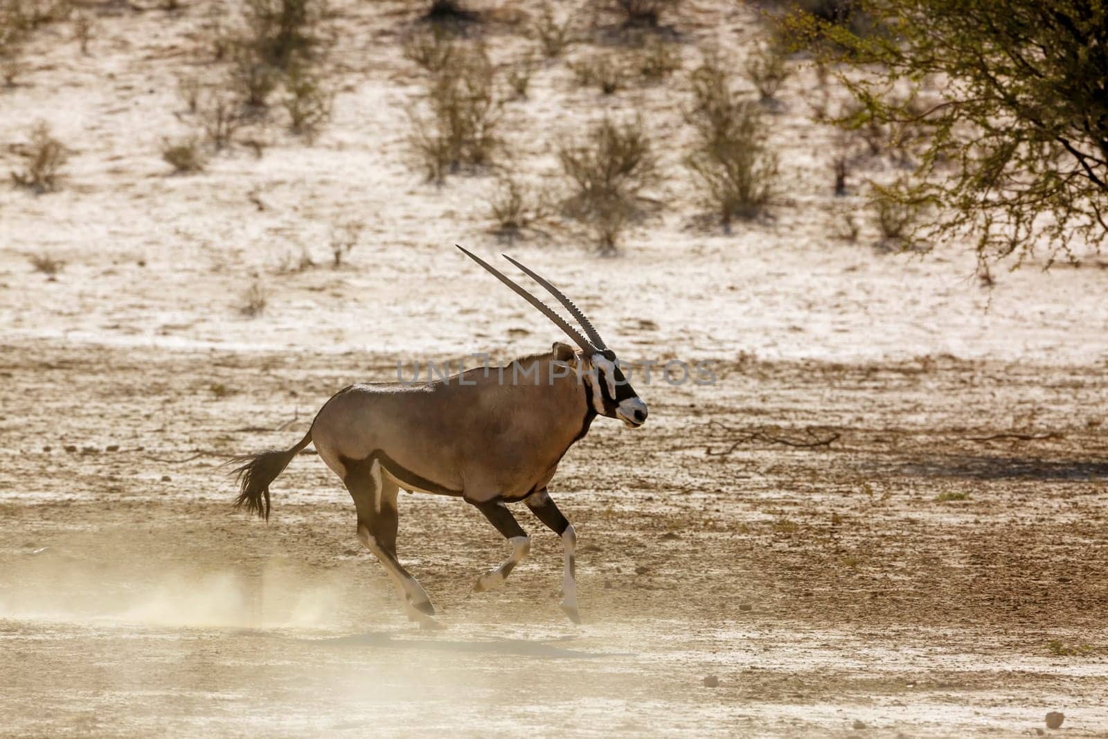 South African Oryx running in ssand of desert land in Kgalagadi transfrontier park, South Africa; specie Oryx gazella family of Bovidae