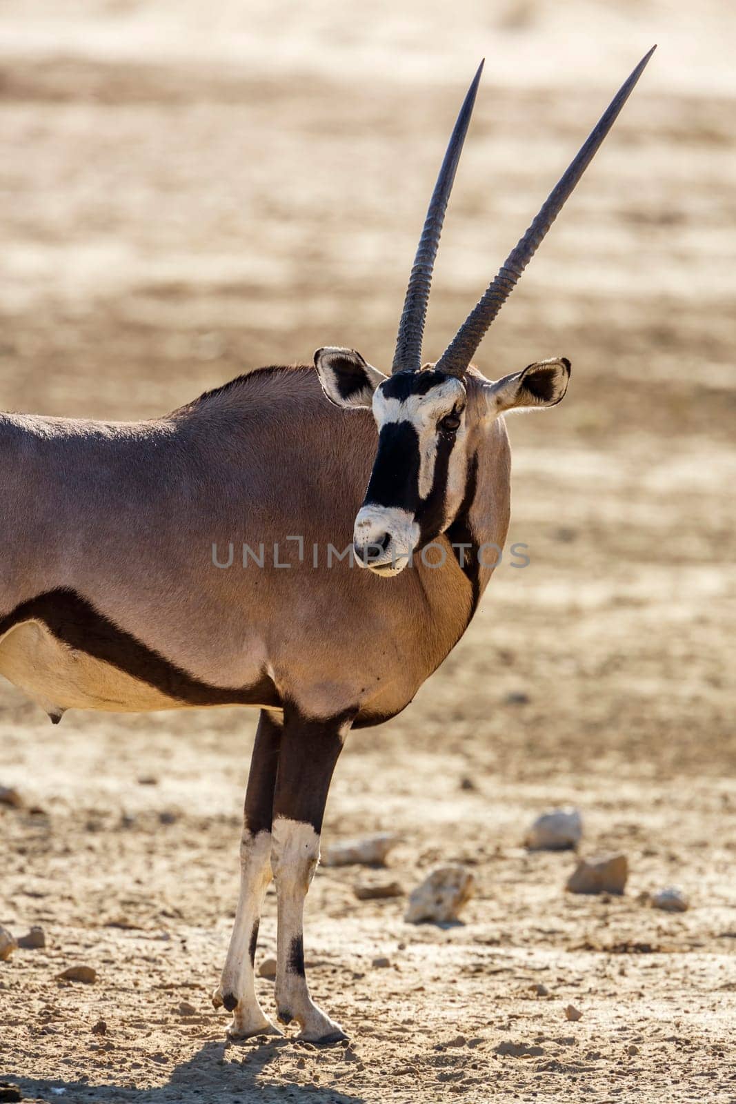 South african oryx in Kgalagadi transfrontier park, South Africa by PACOCOMO