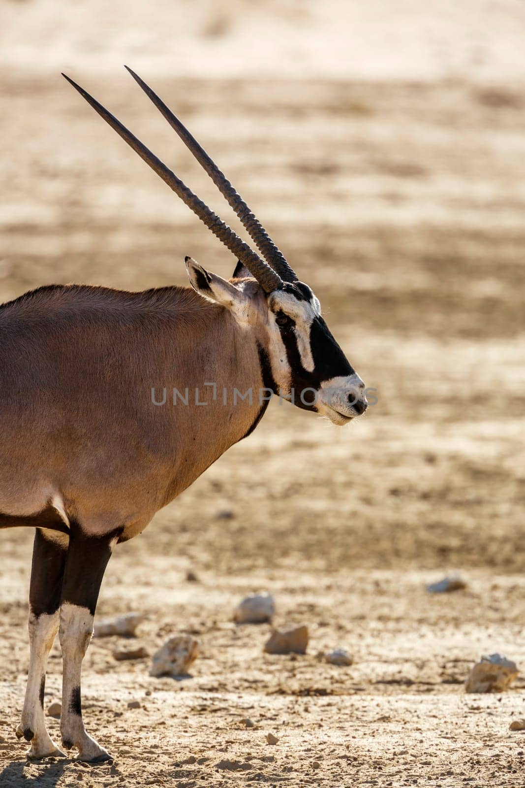 South African Oryx portrait in Kgalagadi transfrontier park, South Africa; specie Oryx gazella family of Bovidae