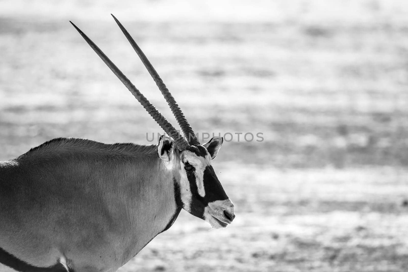 South African Oryx black and white portrait in Kgalagadi transfrontier park, South Africa; specie Oryx gazella family of Bovidae