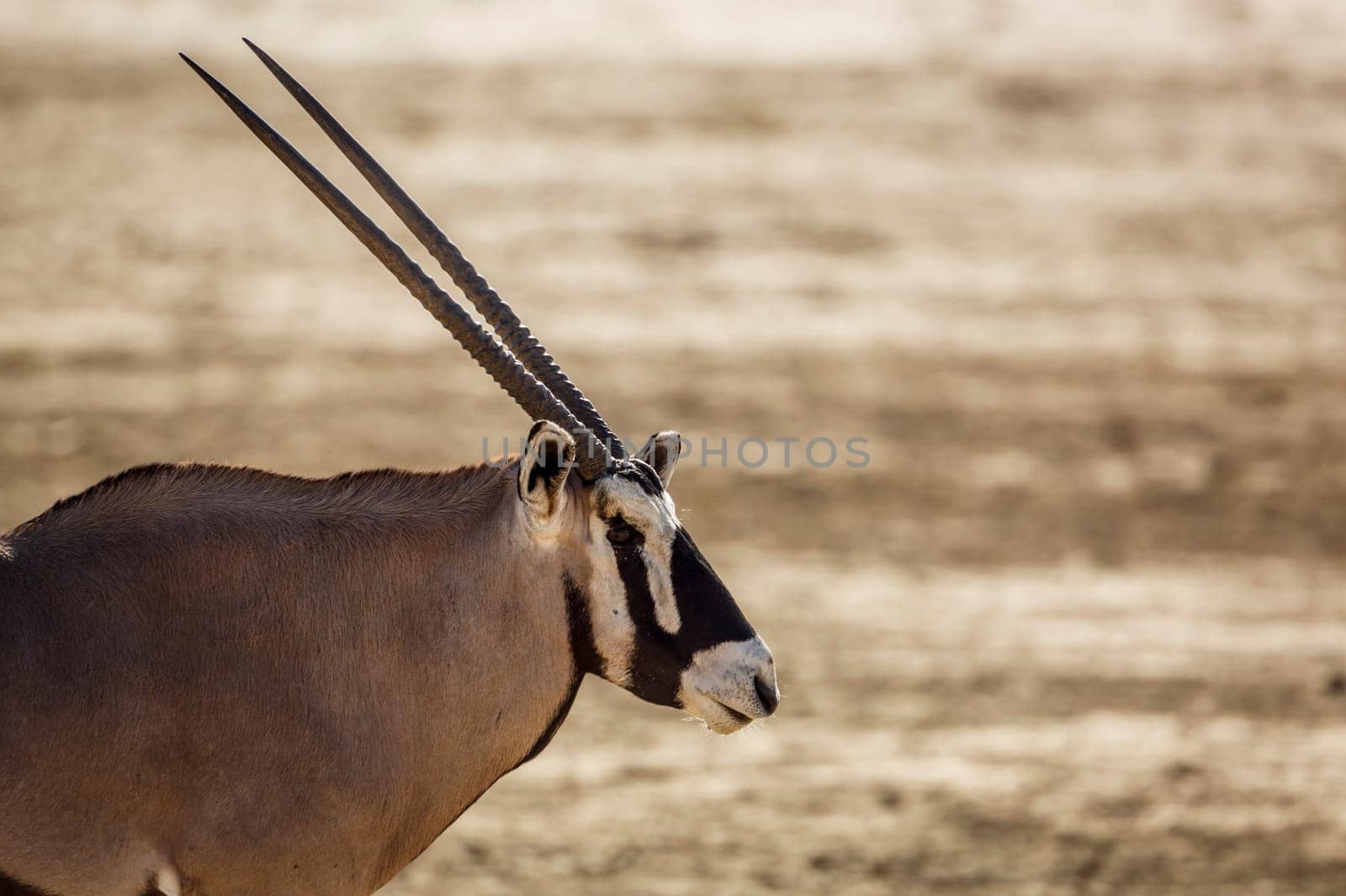 South African Oryx portrait in Kgalagadi transfrontier park, South Africa; specie Oryx gazella family of Bovidae