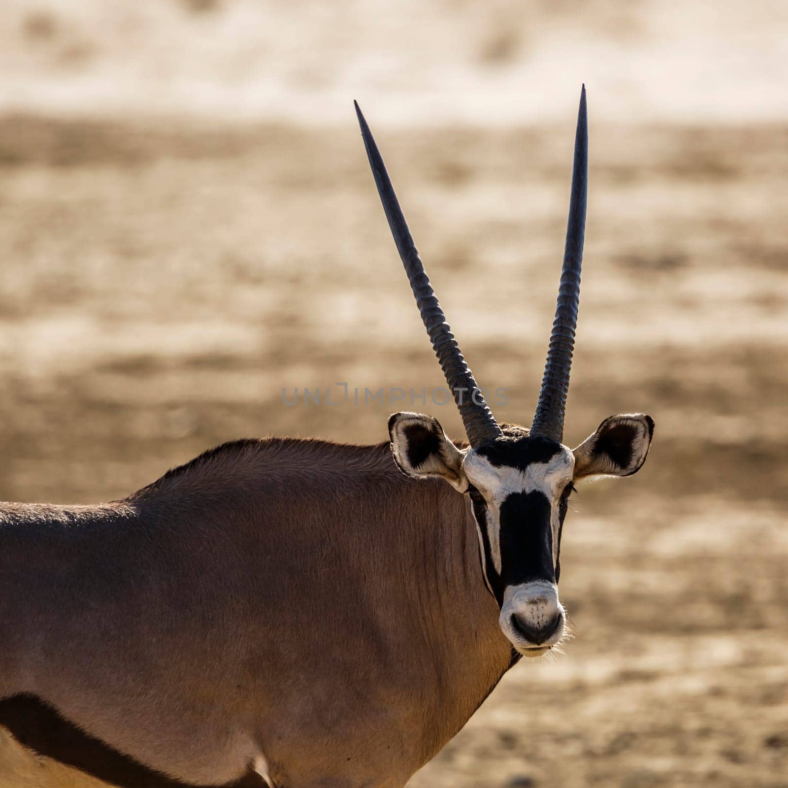 South African Oryx portrait in Kgalagadi transfrontier park, South Africa; specie Oryx gazella family of Bovidae