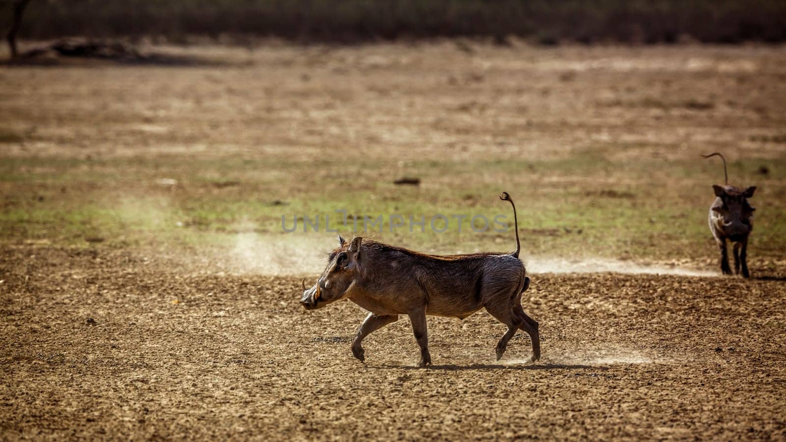 Two Common warthog in Kgalagadi transfrontier park, South Africa; Specie Phacochoerus africanus family of Suidae