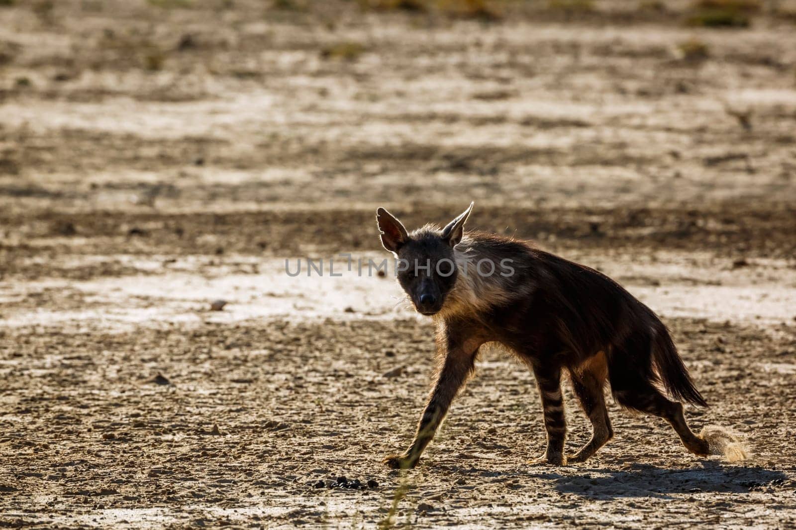 Brown hyena walking in dry land in Kgalagadi transfrontier park, South Africa; specie Parahyaena brunnea family of Hyaenidae
