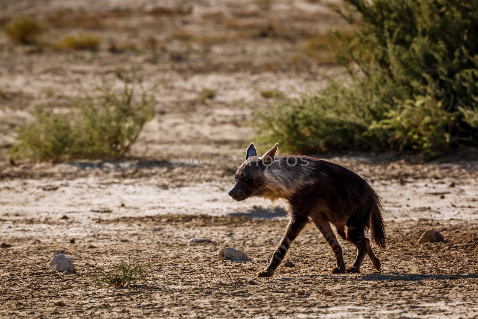 Brown hyena walking in dry land in Kgalagadi transfrontier park, South Africa; specie Parahyaena brunnea family of Hyaenidae