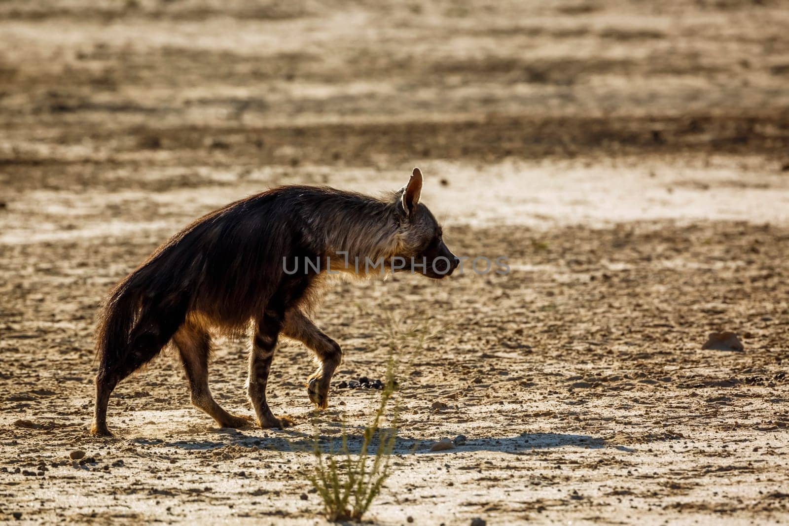 Brown hyena in Kgalagadi transfrontier park, South Africa by PACOCOMO