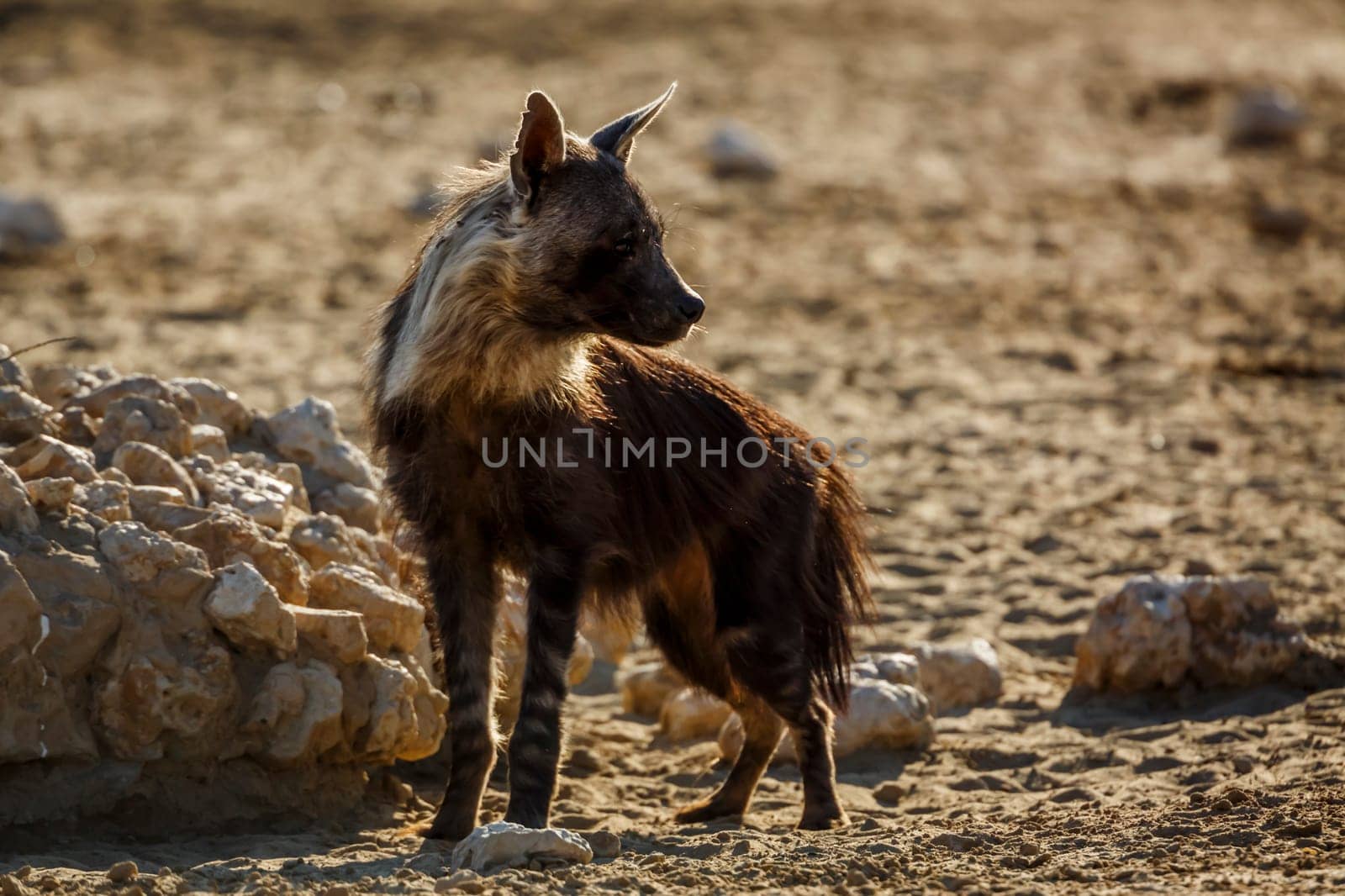 Brown hyena standing front view en dry land in Kgalagadi transfrontier park, South Africa; specie Parahyaena brunnea family of Hyaenidae
