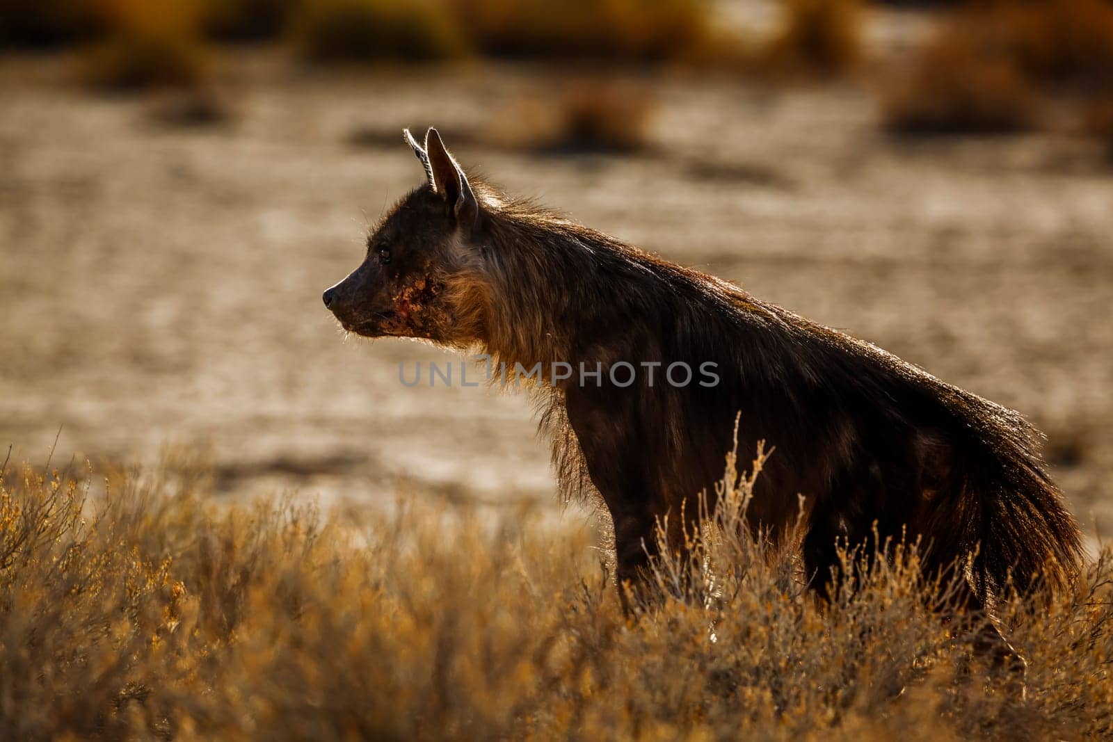 Brown hyena in Kgalagadi transfrontier park, South Africa; specie Parahyaena brunnea family of Hyaenidae