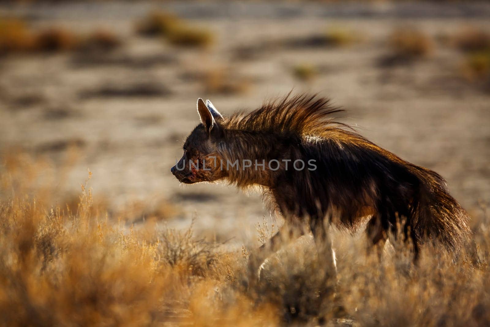 Injured Brown hyena hairs up in shrub in Kgalagadi transfrontier park, South Africa; specie Parahyaena brunnea family of Hyaenidae