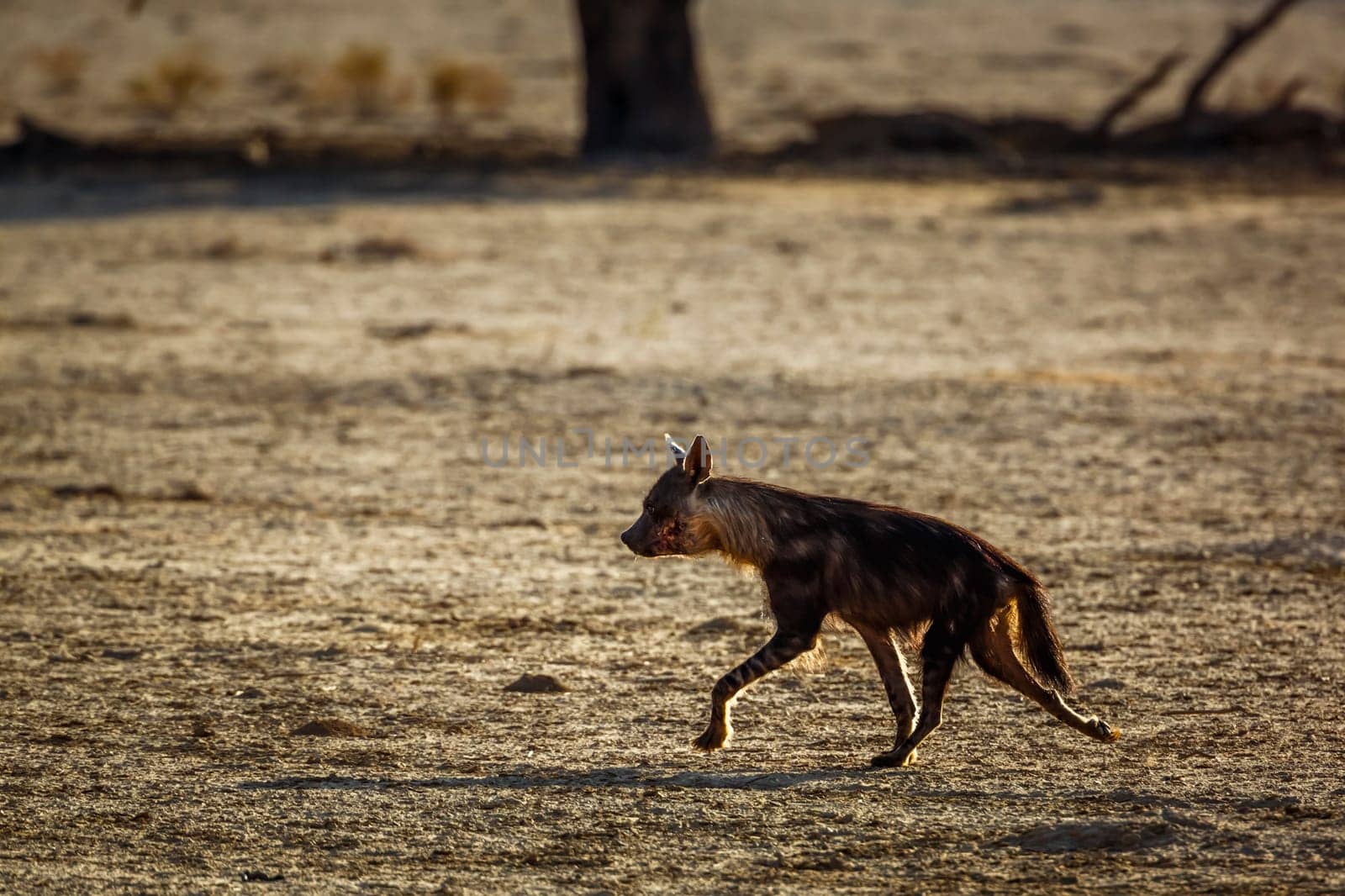 Brown hyena running in dry land in Kgalagadi transfrontier park, South Africa; specie Parahyaena brunnea family of Hyaenidae