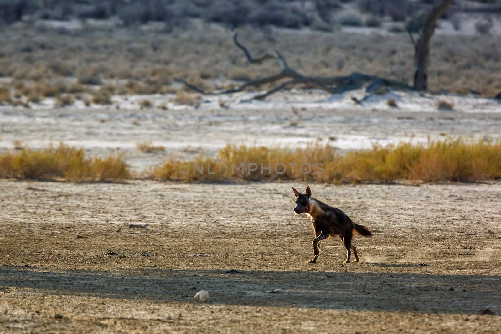 Brown hyena in Kgalagadi transfrontier park, South Africa by PACOCOMO