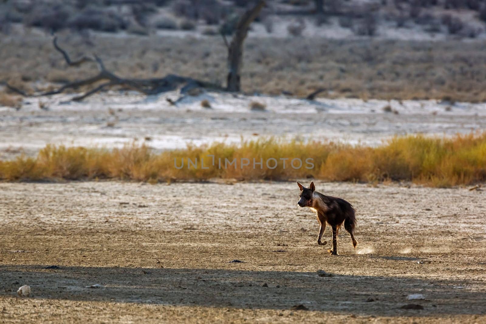 Brown hyena in Kgalagadi transfrontier park, South Africa by PACOCOMO