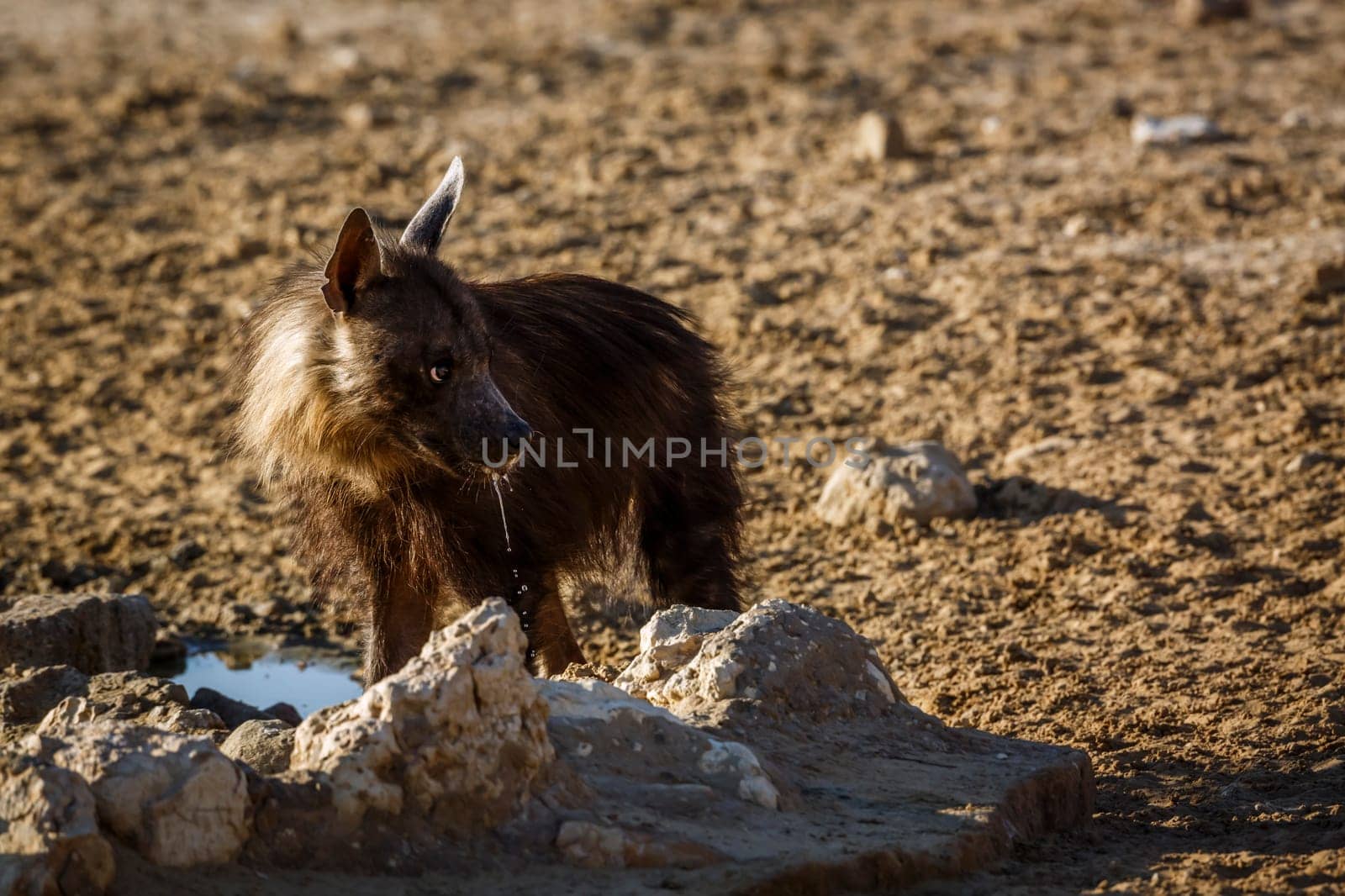 Brown hyena drinking at waterhole in Kgalagadi transfrontier park, South Africa; specie Parahyaena brunnea family of Hyaenidae