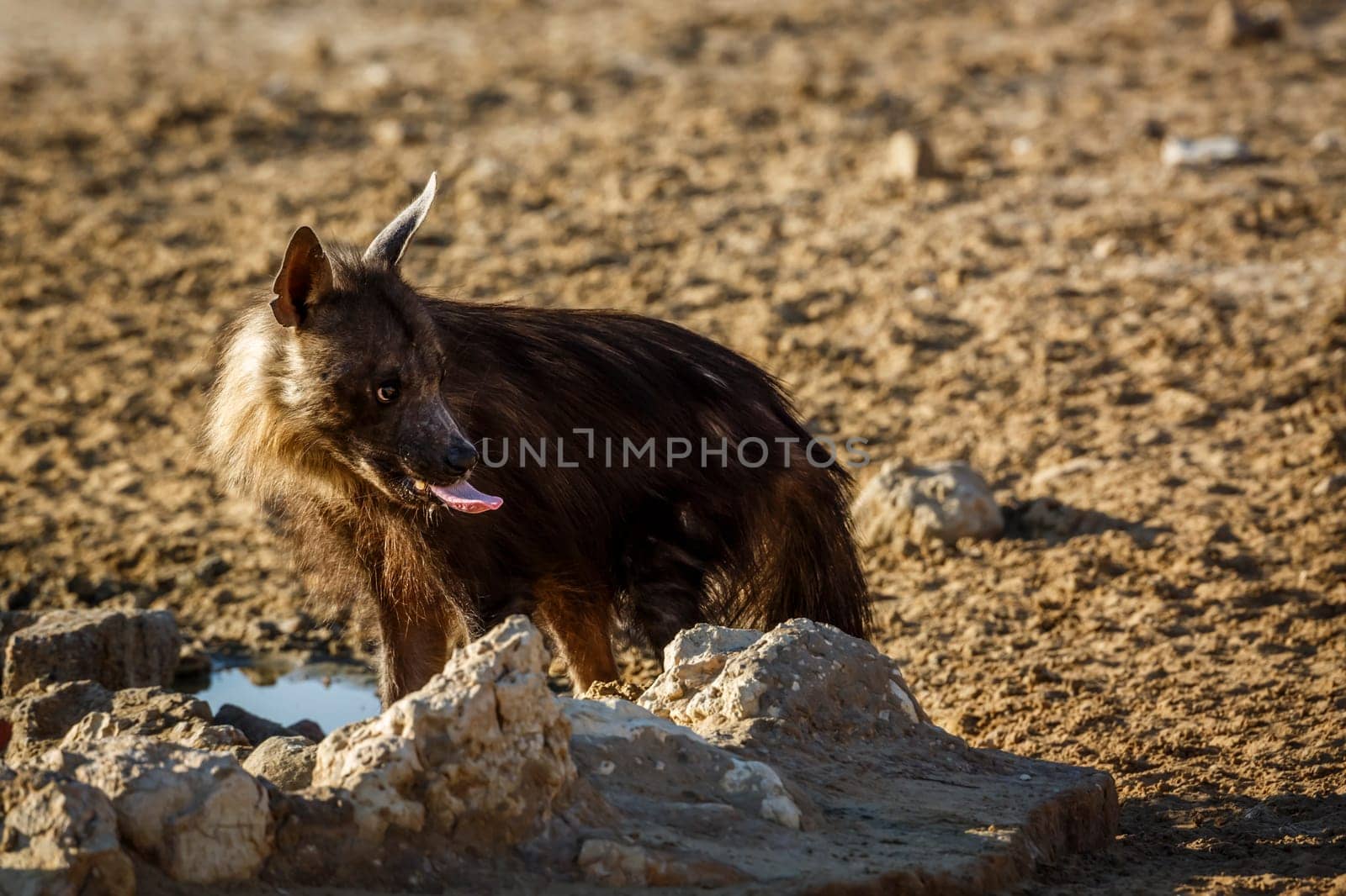 Brown hyena in Kgalagadi transfrontier park, South Africa by PACOCOMO