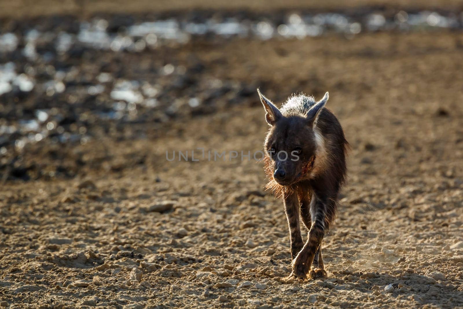 Brown hyena injured walking front view on dry land in Kgalagadi transfrontier park, South Africa; specie Parahyaena brunnea family of Hyaenidae