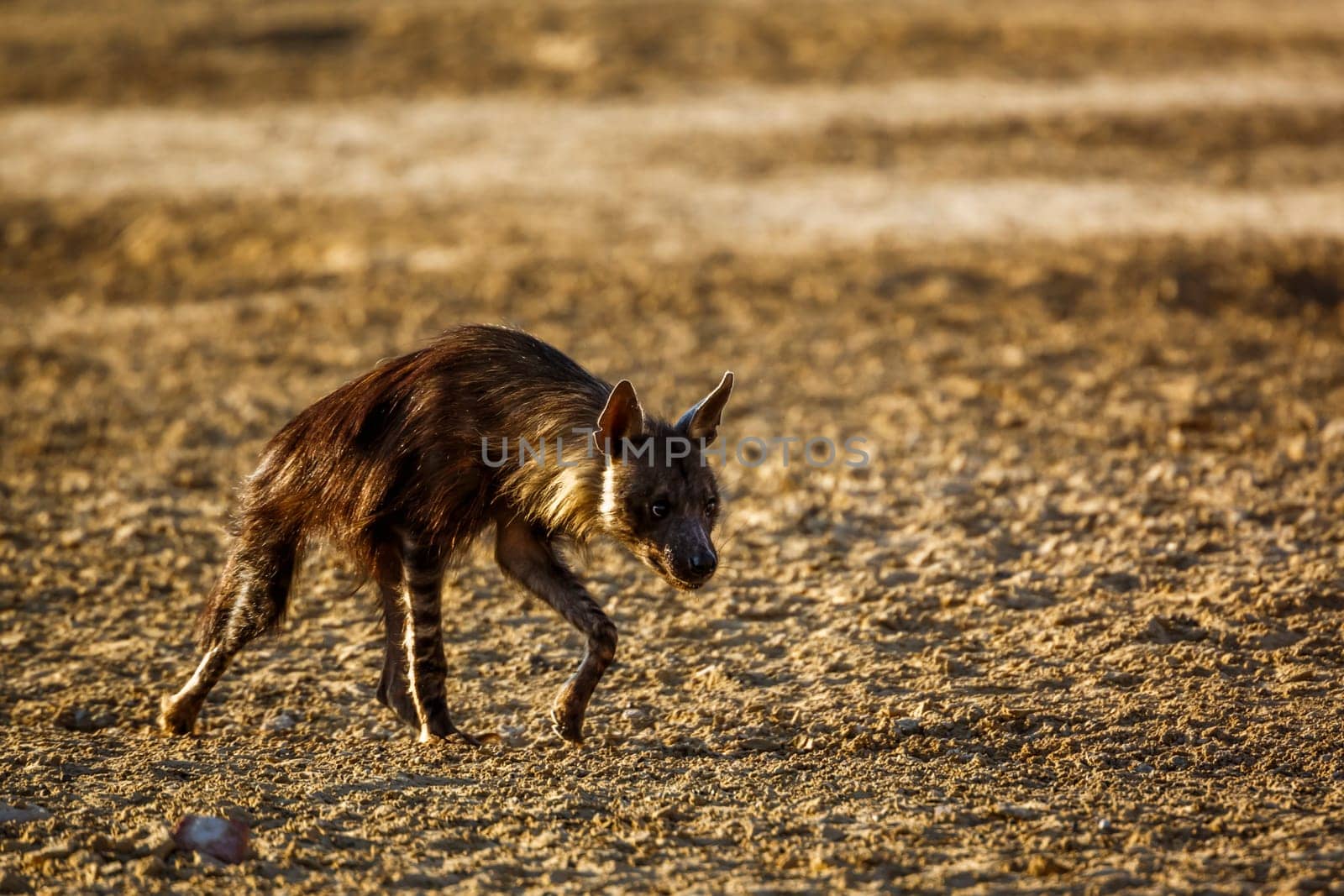 Brown hyena walking backlit in dry land in Kgalagadi transfrontier park, South Africa; specie Parahyaena brunnea family of Hyaenidae
