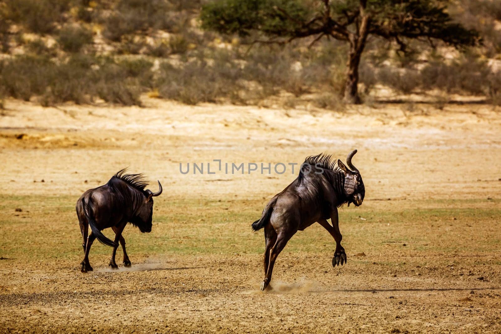 Blue wildebeest in Kgalagadi transfrontier park, South Africa by PACOCOMO