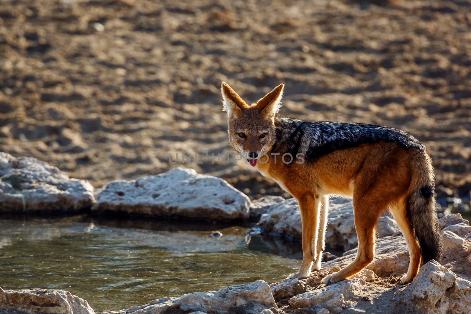 Black backed jackal in Kgalagadi transfrontier park, South Africa by PACOCOMO