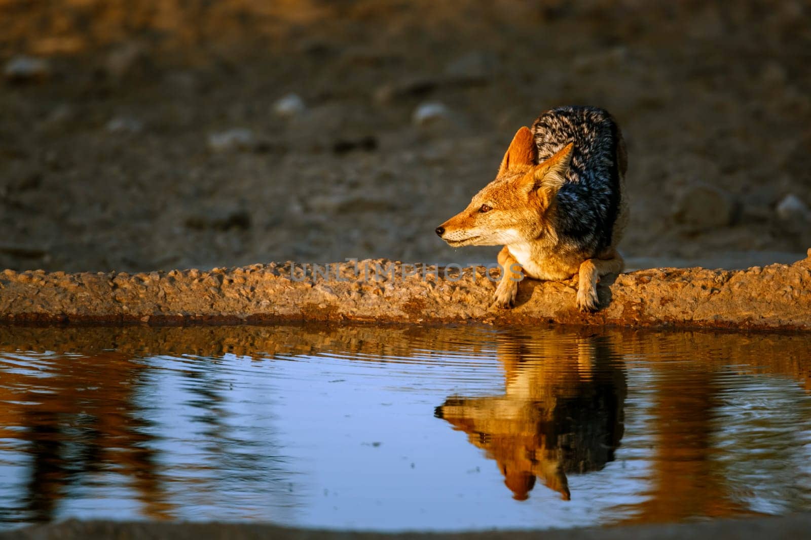 Black backed jackal standing at waterhole at dawn in Kgalagadi transfrontier park, South Africa ; Specie Canis mesomelas family of Canidae