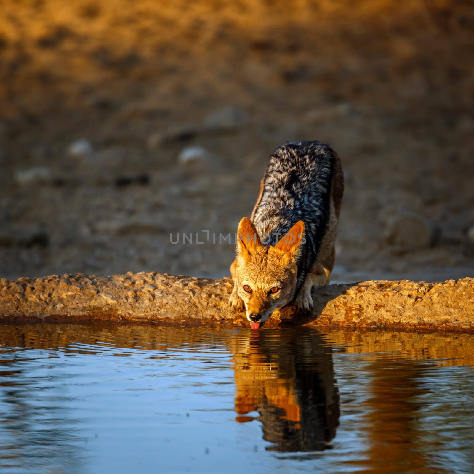 Black backed jackal drinking in waterhole at dawn in Kgalagadi transfrontier park, South Africa ; Specie Canis mesomelas family of Canidae