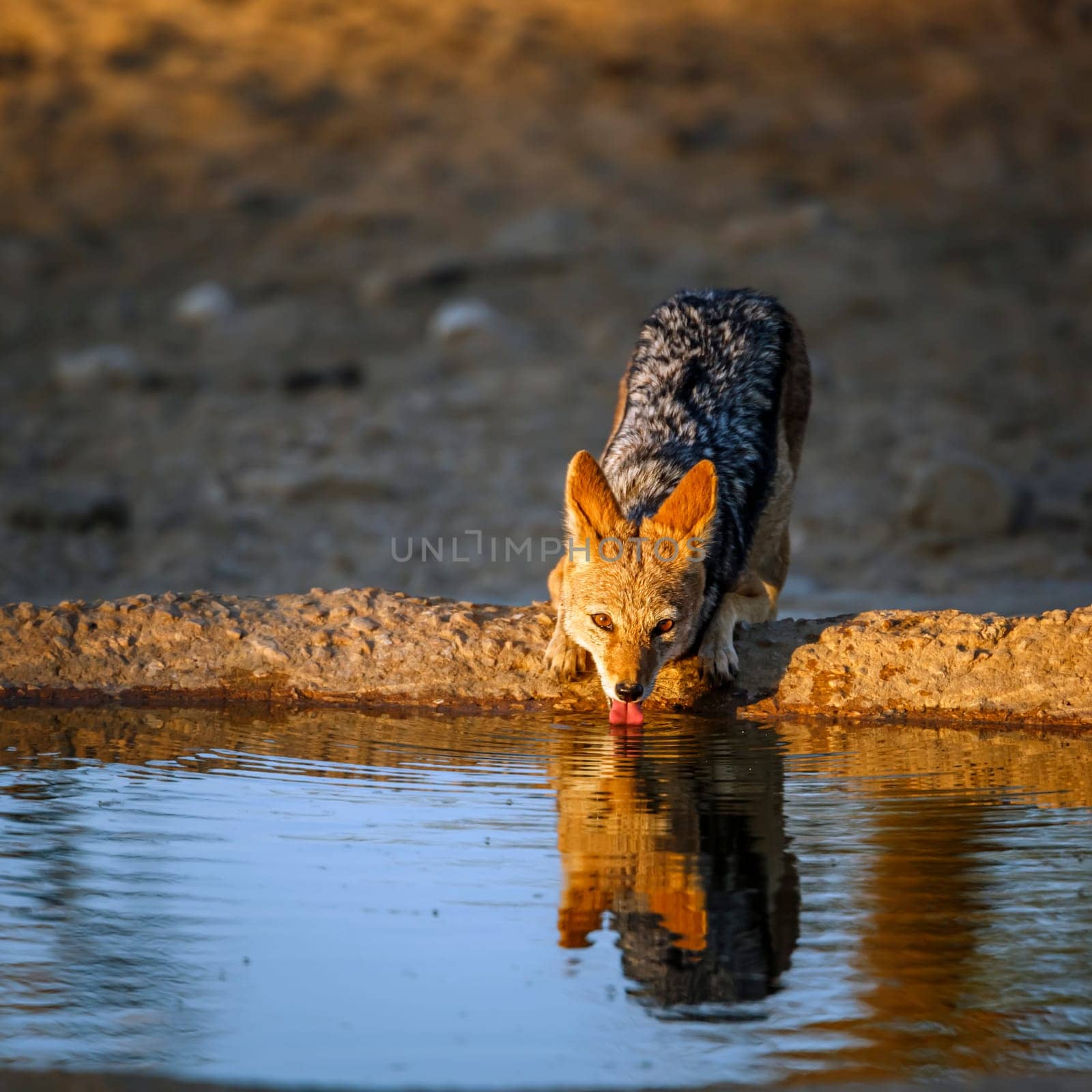 Black backed jackal in Kgalagadi transfrontier park, South Africa by PACOCOMO