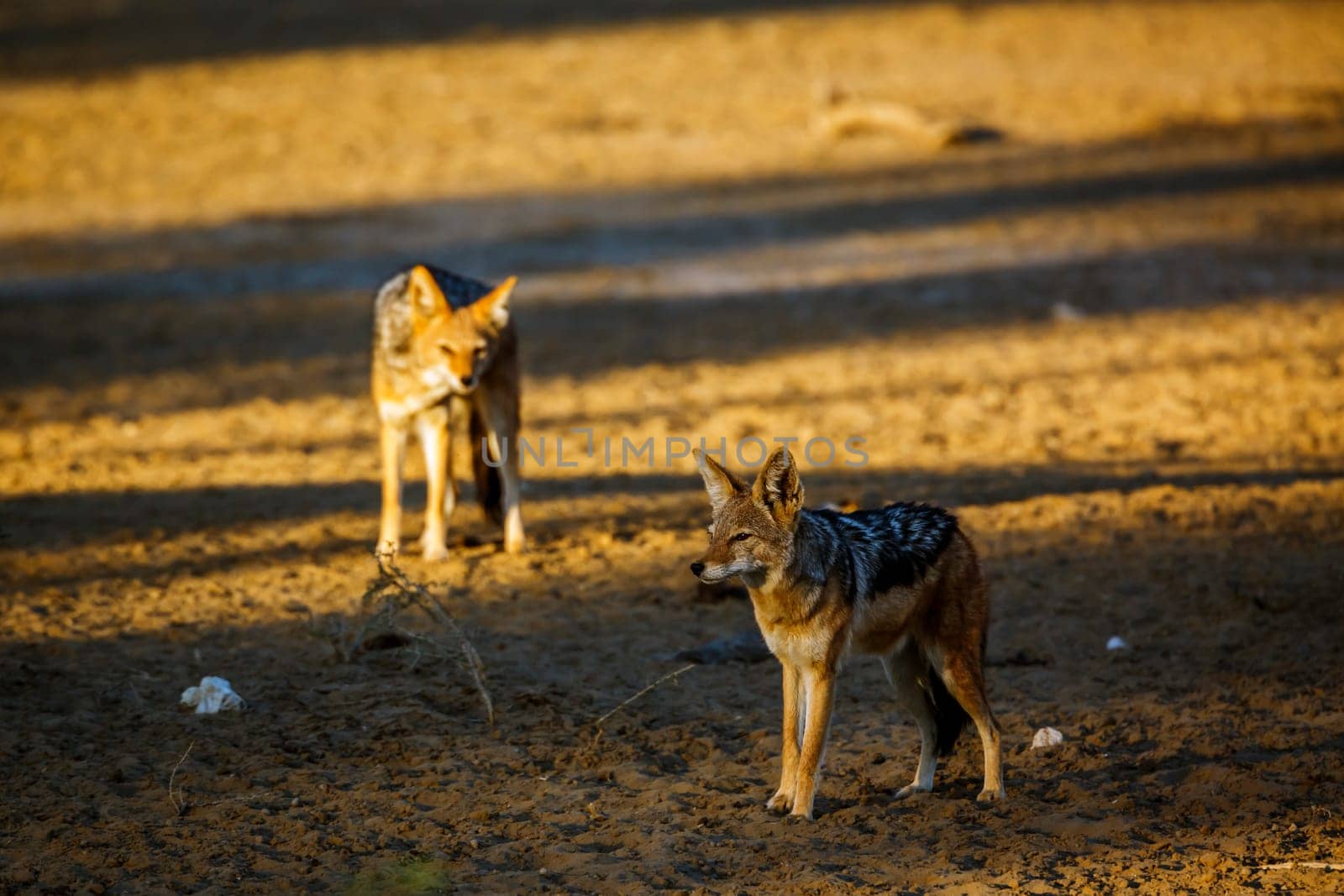 Two Black backed jackal standing in desert land at dawn in Kgalagadi transfrontier park, South Africa ; Specie Canis mesomelas family of Canidae